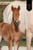 Annuncio cavallo