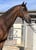 Annuncio cavallo