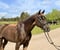 Annuncio cavallo