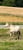 Horse ad