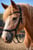 Horse ad