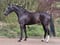 Annonce cheval
