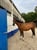 Annonce cheval