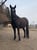 Horse ad