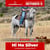 Paardadvertentie