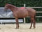 Annuncio cavallo