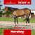 Horse ad