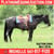 Horse ad