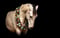 Horse ad