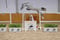 Horse ad