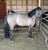 Annuncio cavallo