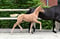 Horse ad