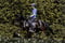 Horse ad