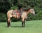 Horse ad