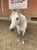 Horse ad