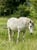Horse ad
