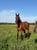 Horse ad