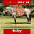 Horse ad