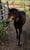 Annuncio cavallo