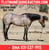 Horse ad