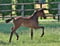 Horse ad