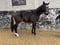 Horse ad