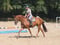 Annuncio cavallo