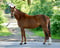 Horse ad