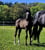 Annuncio cavallo