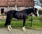 Paardadvertentie