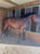 Horse ad