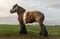 Horse ad
