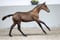Annuncio cavallo
