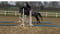 Horse ad