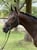 Annonce cheval