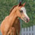 Horse ad
