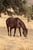 Horse ad