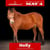 Horse ad