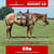 Paardadvertentie