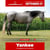 Pferdeinserat