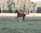 Horse ad