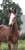 Horse ad