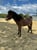 Annuncio cavallo