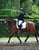 Annuncio cavallo