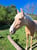 Horse ad
