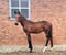 Annuncio cavallo