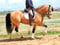 Horse ad
