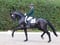 Horse ad