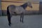 Annuncio cavallo