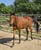Horse ad